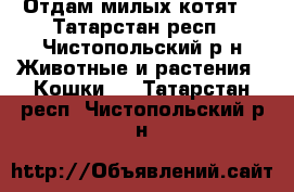 Отдам милых котят  - Татарстан респ., Чистопольский р-н Животные и растения » Кошки   . Татарстан респ.,Чистопольский р-н